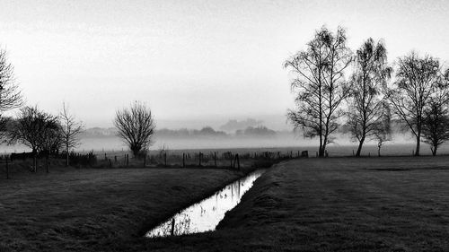 Trees in foggy weather