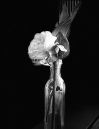 Close-up of rose in vase against black background