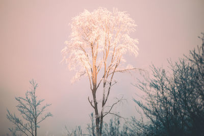 Low angle view of flower tree against sky