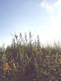 Plants growing on field against sky