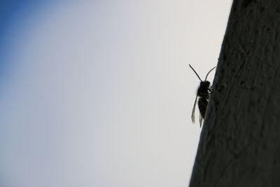 Low angle view of insect against clear sky