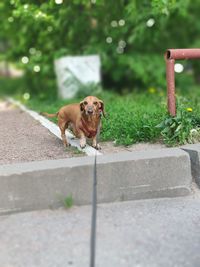 Dog looking away on footpath