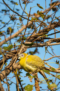 Low angle view of bird perching on tree