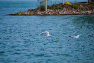 Seagulls flying over sea