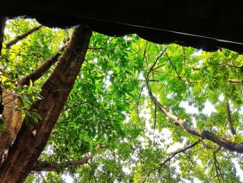 Low angle view of tree