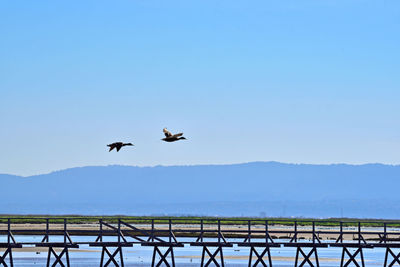 Birds flying in the sky