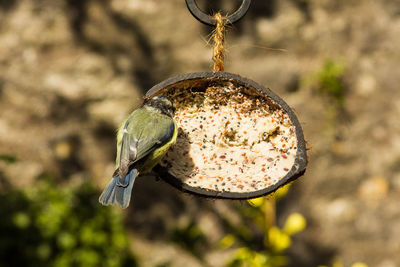 Close-up of bluetit perching on feeder