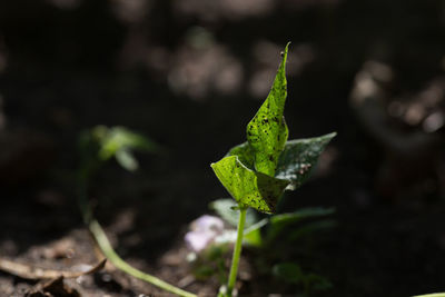 Close-up of plant growing on field