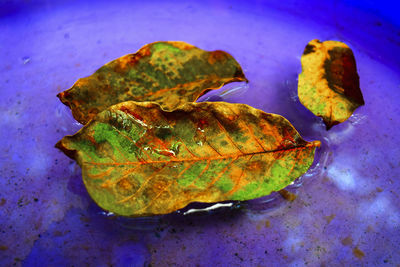 High angle view of leaves in plate
