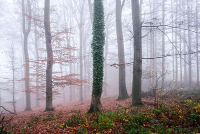 Pine trees in forest during winter