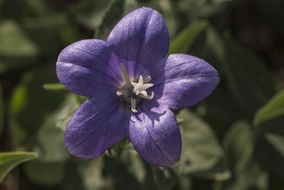 Close-up of purple flower