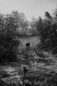 View of a horse in the forest