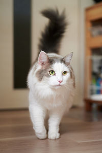 White cat walking on wooden flooring at home