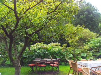 View of lush foliage