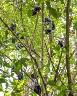 Low angle view of a tree