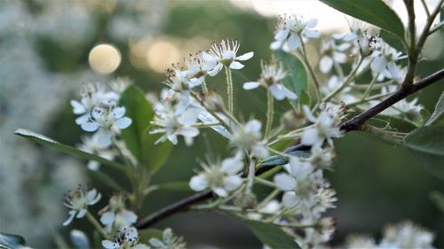 Close-up of white flowering plants