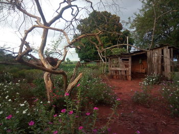 Plants and trees by building against sky