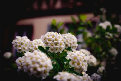 Close-up of white flowers blooming outdoors