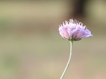 Close-up of purple flowering plant