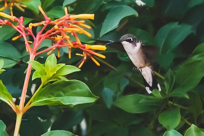 Close-up of bird perching on plant