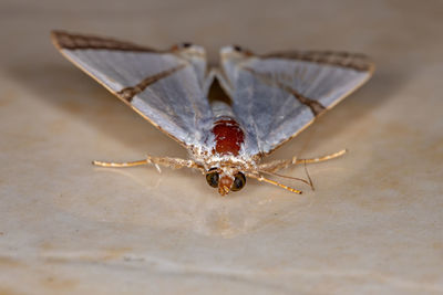 Close-up of butterfly