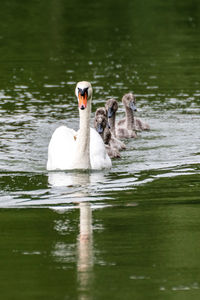 Swan swimming in lake