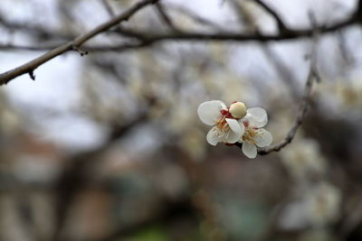 Close-up of white japanese apricot tree.