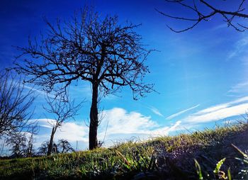 Bare tree on landscape against blue sky