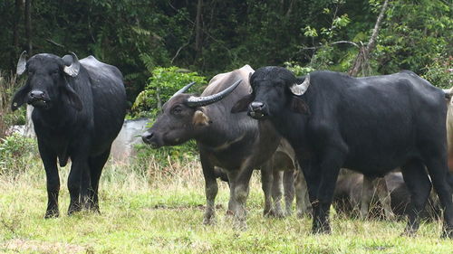 Cows standing in a field