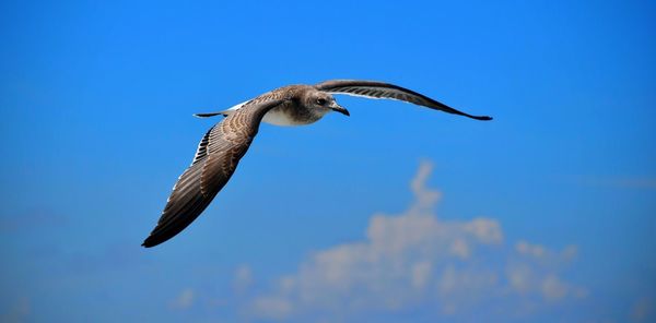 Low angle view of bird flying against blue sky