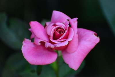 Close-up of pink rose