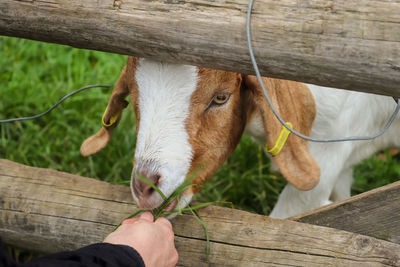 Close up of goat being fed with grass