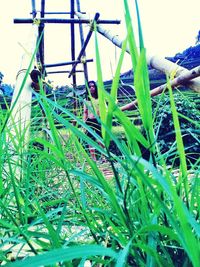 Close-up of grass growing in field