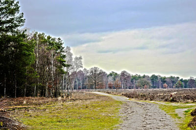 Empty road along plants and trees against sky