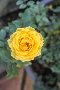 Close-up of yellow flower blooming outdoors