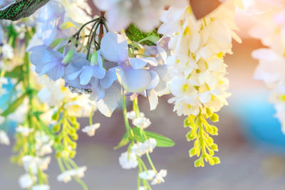 Close-up of white flowering plant