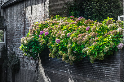 Close-up of flowering plants against wall