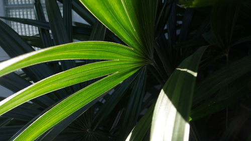 Close-up of palm leaves