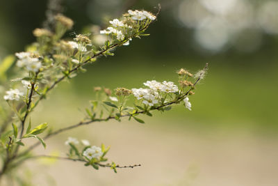 Close-up of white flowering plant