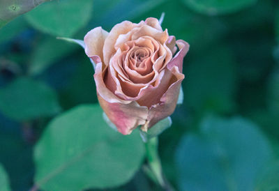 Close-up of pink rose