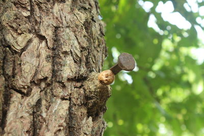 Low angle view of insect perching on tree