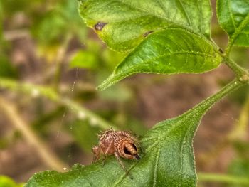 Close-up of insect on leaf