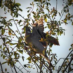 Low angle view of bird perching on tree against sky