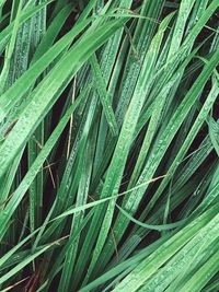 Full frame shot of palm leaf