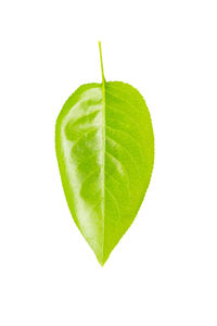 Close-up of green leaf against white background