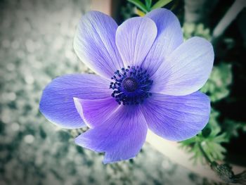 Close-up of purple flower blooming outdoors