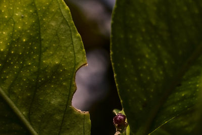 Close-up of succulent plant