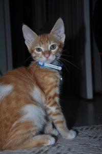 Close-up of a cat looking away