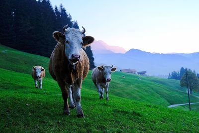 Cows on field