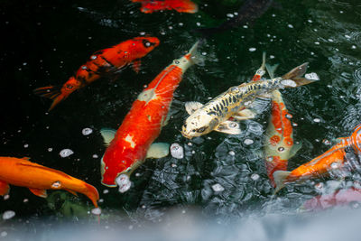 A large, colorful ornamental fish floating in the water, seen from above